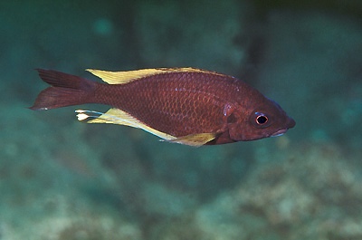 Ophthalmotilapia nasuta 'Kalila'